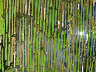Obraz premium Floating farming process in Bangladesh to fight the impact of climate change