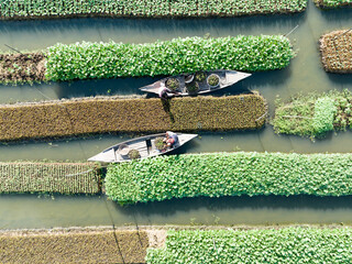 Floating farming process in Bangladesh to fight the impact of climate change