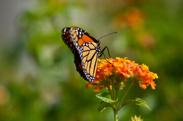 Monarch on a Flower