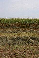 Obraz premium Close-up of mowed meadow on summer. Hay in a row on field. Agricultural field in northern Italy