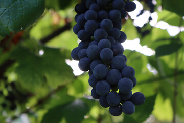 Close-up of ripe dark Pinot Noir grape ready to harvest on branch in the vineyard. Vitis vinifera