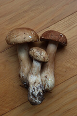 Three Porcino mushrooms on wooden table. Boletus edulis