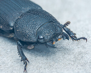 Black beetle walking on a gray surface.