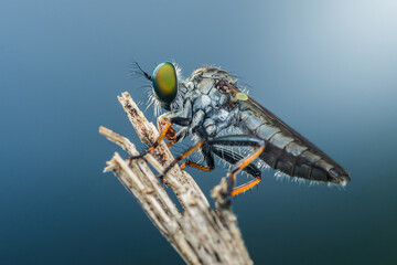 Robber fly perching on a branch with blue background.