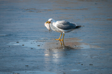 A seagull standing on an ice floe holds a caught fish with its beak