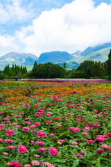 Fototapeta premium 久住高原の花壇