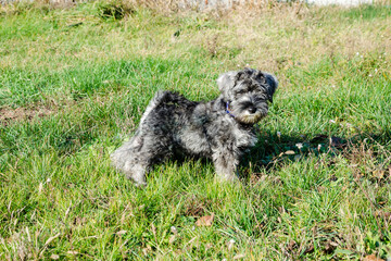 miniature giant schnauzers, black, muzzle, wide, walk, muscular, paws, folds, charming, decorative, dog, grass, cheerful, sociable, companion, friend, attractive, leash
