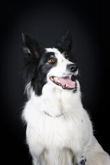 border collie isolated on black background 