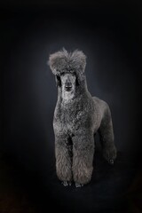 standing black royal poodle isolated on black 