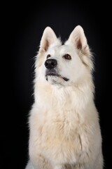 portrait of Swiss shepherd isolated on black 
