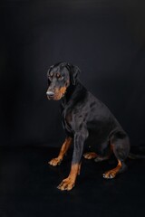Obraz premium sitting doberman isolated on black background 