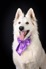 Fototapeta premium portrait of Swiss shepherd isolated on black 