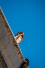 bird in flight wings sparrow farm