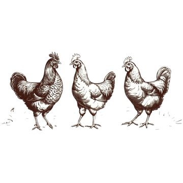 Chicken farm, home patica. Vintage engraving from 1800, set of elements isolated on white background for design, print, showcase, banner, packaging.