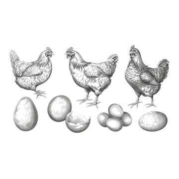 Chicken farm, home patica. Vintage engraving from 1800, set of elements isolated on white background for design, print, showcase, banner, packaging.
