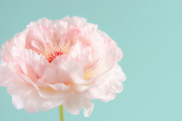 A stunning pink flower unfolds its petals, revealing intricate details and soft hues, all set against a tranquil turquoise background that enhances its beauty