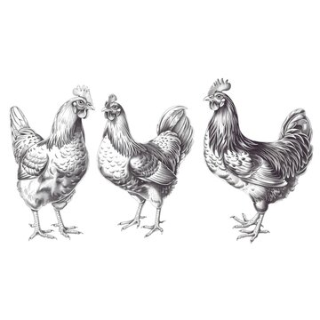 Chicken farm, home patica. Vintage engraving from 1800, set of elements isolated on white background for design, print, showcase, banner, packaging.