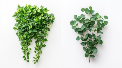 Obraz premium A collection of green ivy and eucalyptus leaves is isolated against a clean white background
