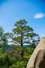 large coniferous tree, on the background of the forest, stone boulder, forest, blue sky, summer, greenery, trees, travel, hike, walk, excursion, camp, summer, greenery, sun

