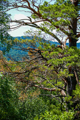 big old coniferous tree, on the background of the forest, blue sky, summer, greenery, trees, travel, hike, walk, excursion,

