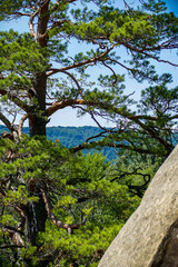large coniferous tree, on the background of the forest, stone boulder, forest, blue sky, summer, greenery, trees, travel, hike, walk, excursion, camp, summer, greenery, sun

