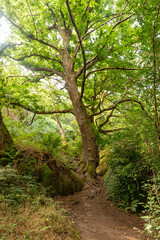 Obraz premium arbre