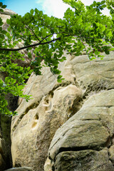 branch of a large old deciduous tree, on the background of stone boulders, shadows, summer, greenery, trees, travel, hike, walk, excursion, camp, summer, greenery, sun