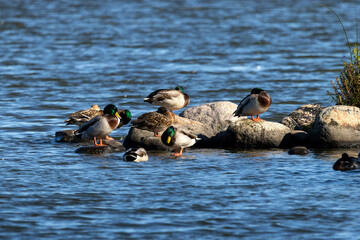 Stockenten ruhen auf und vor Steinen in der Wedeler Marsch