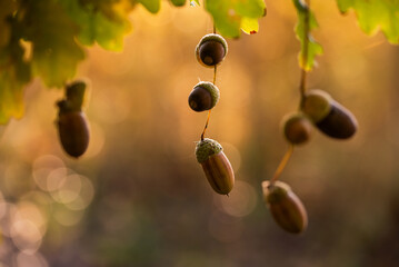 Jesienne tło, żołędzie na gałęzi w ciepłym świetle, tapeta. © Elżbieta Kaps
