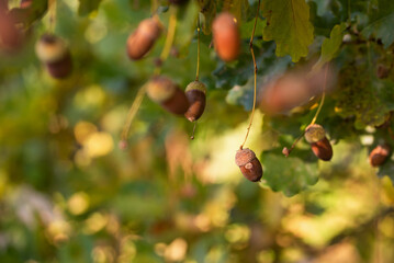 Jesienne tło, żołędzie na gałęzi w ciepłym świetle, tapeta. © Elżbieta Kaps