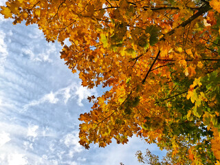 Bright fall leaves on a tree branch. View from the bottom up