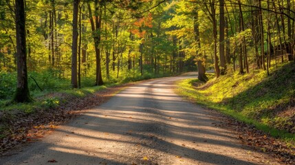 Sun-Drenched Road Through Autumn Forest
