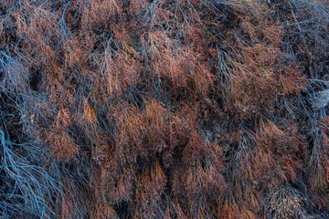 texture of the tree © Michał Hawliczek