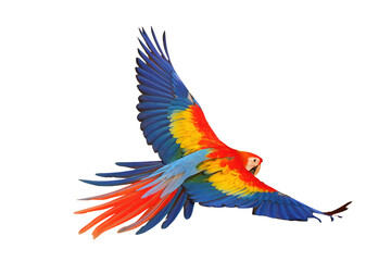 Colorful flying Scarlet Macaw parrot isolated on transparent background png file
