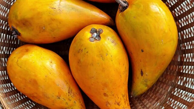 Canistel or Pouteria campechiana fruits rotation