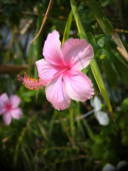 Closeup of Pink hibiscus flower in garden.