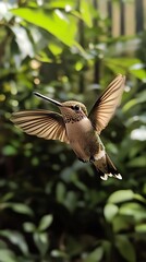 Fototapeta premium A hummingbird in flight amidst lush greenery.