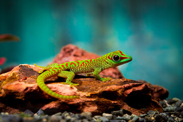 lizard, reptile, animal, dragon, green, gecko
