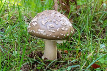 Detail shot of an big blusher mushroom, Amanita Rubescens