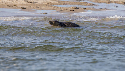 Seehunde und Kegelrobben vor Spiekerogg