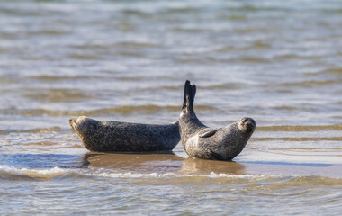 Seehunde und Kegelrobben vor Spiekerogg
