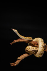 snake, animal, nature, reptile, wildlife