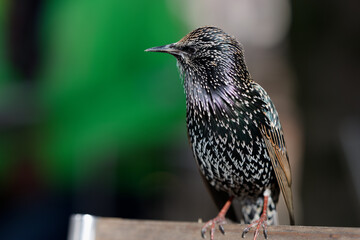 À la terrasse d'un restaurant jardin des tuileries- Étourneau sansonnet - Sturnus vulgaris Linnaeus
