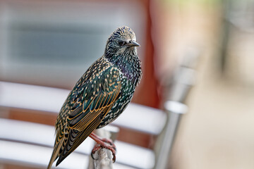 À la terrasse d'un restaurant jardin des tuileries- Étourneau sansonnet - Sturnus vulgaris Linnaeus
