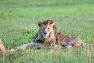 Male lion hanging around in Nkomazi game reserve with rocks and plains at Badplaas in South Africa