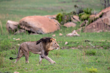 Male lion hanging around in Nkomazi game reserve with rocks and plains at Badplaas in South Africa