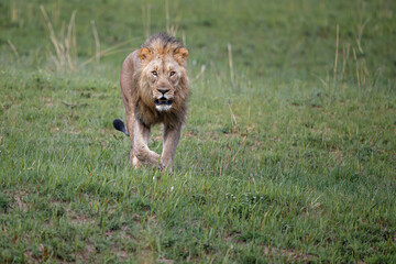 Male lion hanging around in Nkomazi game reserve with rocks and plains at Badplaas in South Africa