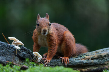 Eurasian red squirrel (Sciurus vulgaris) searching for food in the autumn in the forest with mushrooms in the South of the Netherlands. 