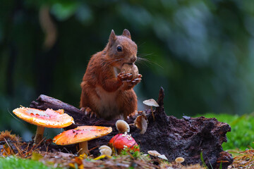 Eurasian red squirrel (Sciurus vulgaris) searching for food in the autumn in the forest with mushrooms in the South of the Netherlands.  © henk bogaard