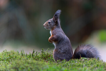 Eurasian red squirrel (Sciurus vulgaris) searching for food in the autumn in the forest in the South of the Netherlands. 